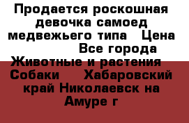 Продается роскошная девочка самоед медвежьего типа › Цена ­ 35 000 - Все города Животные и растения » Собаки   . Хабаровский край,Николаевск-на-Амуре г.